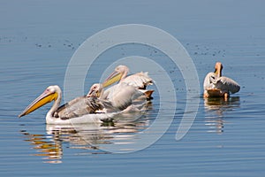 Pelican birds in the lake