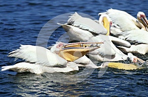 PELICAN BLANC pelecanus onocrotalus