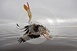 PELICAN BLANC pelecanus onocrotalus