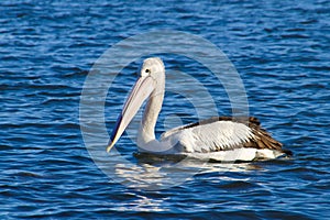 Pelican on blue water