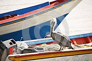 Pelican on a boat photo