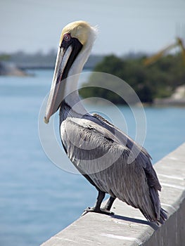 Pelican on Bridge photo