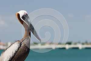 Pelican and Bridge.