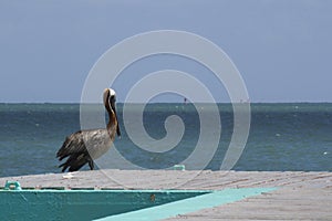 Pelican Bridge CataÃÂ±o Puerto Rico photo