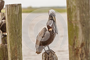 Pelican photo