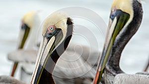 Pelican Brown Pacific Coast Wildlife Bird Closeup 16.9