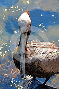 Pelican in Cabo San Lucas marina in Baja Mexico