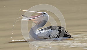 Pelican catching fish in Cooper creek.