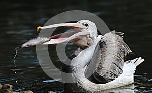 Pelican catching some fish