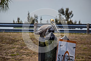 Pelican on a channel marker on the ICW at Lake Okeechobee