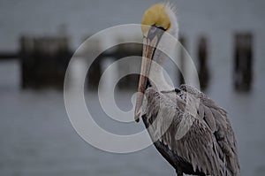 Pelican Checking Me Out