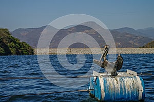 Pelican in Chicoasen Hydroelectric Reservoir in the end of Su photo