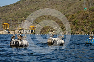 Pelicans in Chicoasen Hydroelectric Reservoir in the end of S photo