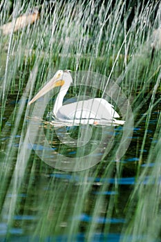 A Pelican at Child`s Lake in Duck Mountain Provincial Park, Manitoba, Canada