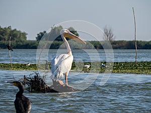 Pelican on Chiril lake, Danube Delta, Romania