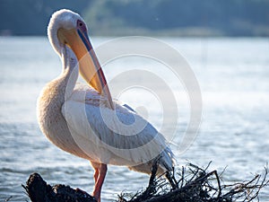 Pelican on Chiril lake, Danube Delta, Romania