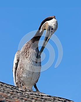 Pelican cleaning feathers on wings