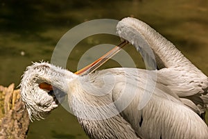 Pelican cleaning his wings by the pond