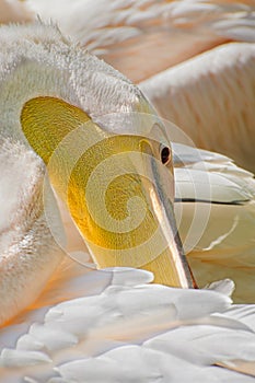 Pelican cleans feathers.