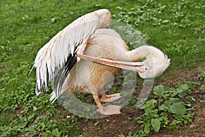 Pelican cleans feathers