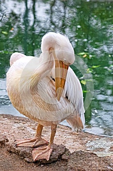 Pelican cleans his feathers