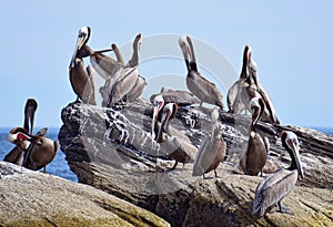 Pelican clony Corona Island, Loreto Baja California Mexico