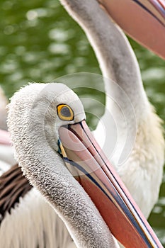 Pelican close shot, with feathers and beak details