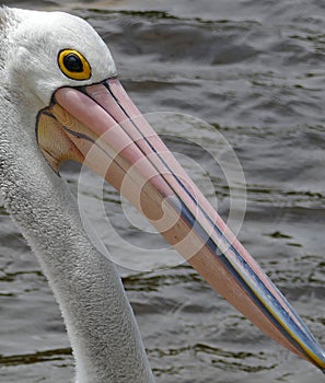 Pelican close up head pic emphasising the huge bill.