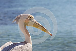 Pelican close up portrait on the beach in Cyprus.