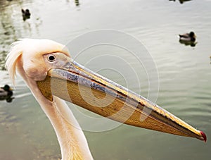 Pelican close up portrait photo