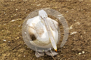 Pelican close up portrait photo