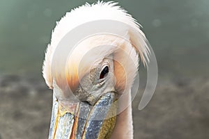 Pelican close up portrait photo