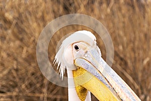 Pelican close up portrait photo