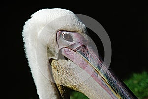 Pelican close-up