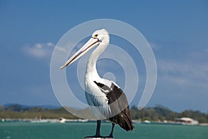 Pelican, closeup of Australian pelican standing on ocean bay, waiting for catch. East Australia
