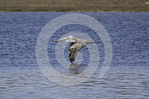 A Pelican coasting of the water