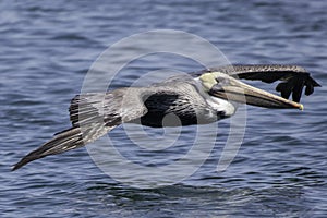 A Pelican coasting of the water