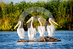 Pelican colony in Danube Delta Romania