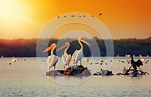 Pelican colony in Danube Delta Romania. The Danube Delta is home to the largest colony of pelicans outside Africa