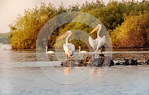 Pelican colony in Danube Delta Romania at dusk