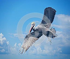 A pelican is constantly in search for another water-based meal