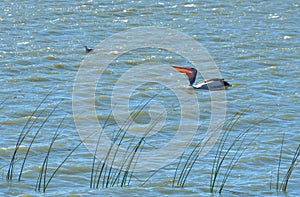 Pelican - Coorong National Park