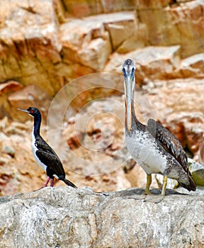 Pelican and cormorant in the Ballestas Islands photo