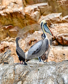 Pelican and cormorant in the Ballestas Islands photo