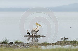 Pelican and Cormorant at Lake Nakuru,Kenya,Africa