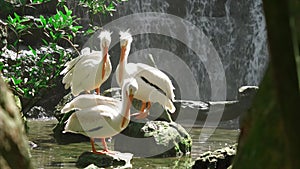 Pelican Couple In The Park