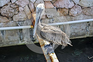 Pelican in Curacao, Dutch Caribbean