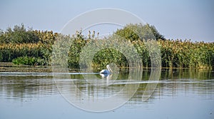 Pelican in Danube Delta near Mila 23 photo