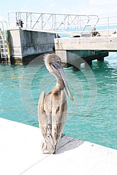 Pelican on the deck