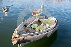 Pelican on Dingy